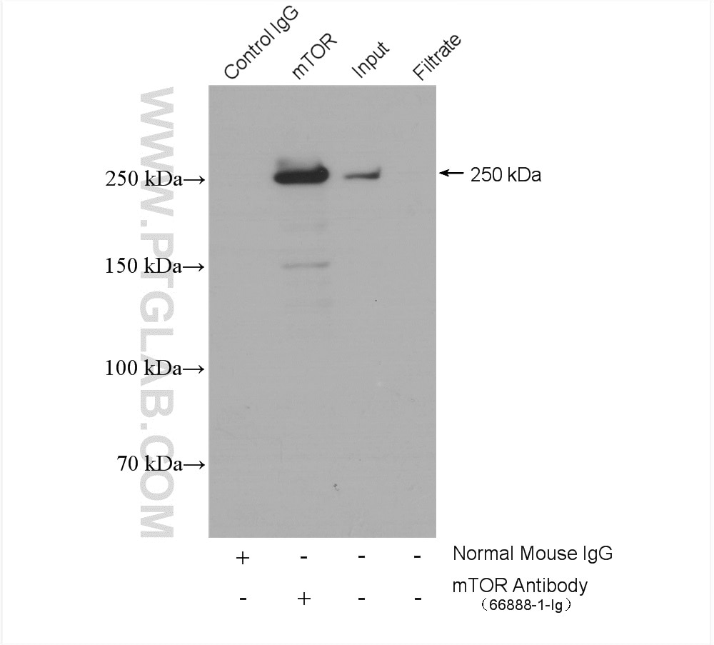 Immunoprecipitation (IP) experiment of HeLa cells using mTOR Monoclonal antibody (66888-1-Ig)