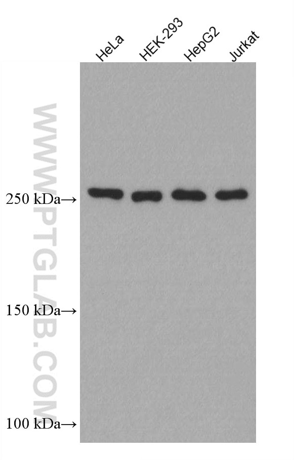 Western Blot (WB) analysis of various lysates using mTOR Monoclonal antibody (66888-1-Ig)