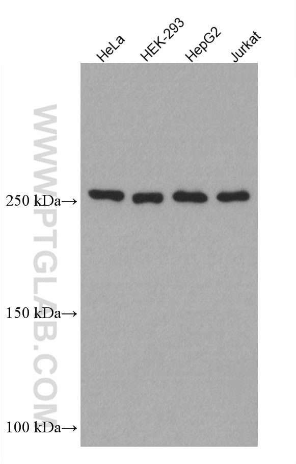 WB analysis using 66888-1-Ig