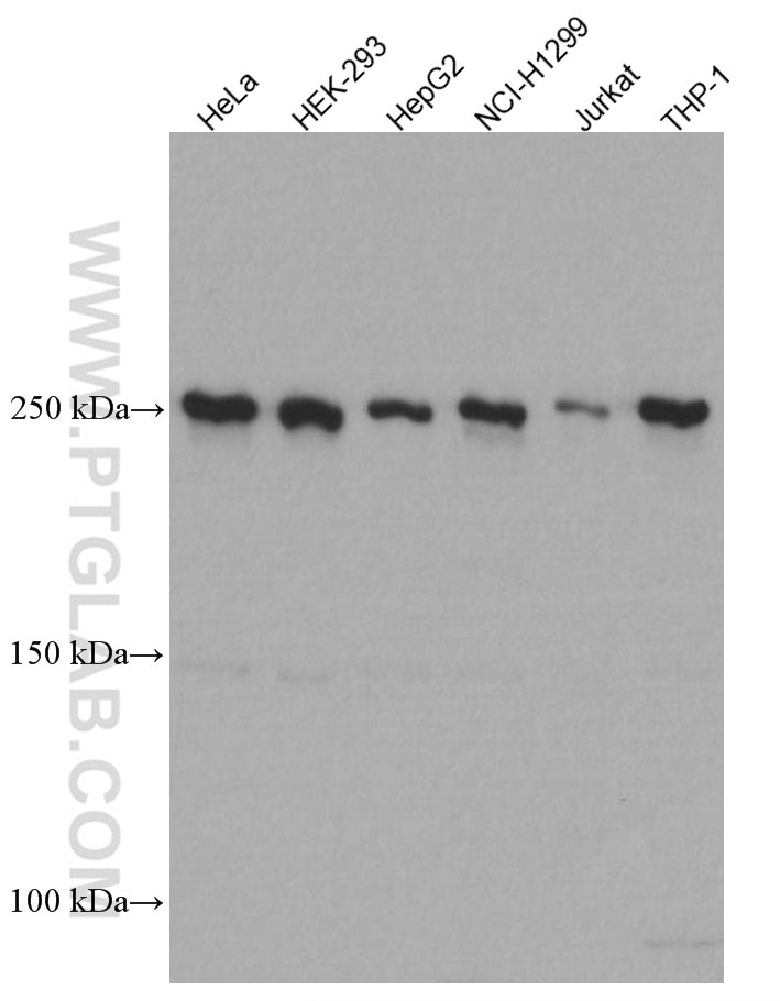 Western Blot (WB) analysis of various lysates using mTOR Monoclonal antibody (66888-1-Ig)