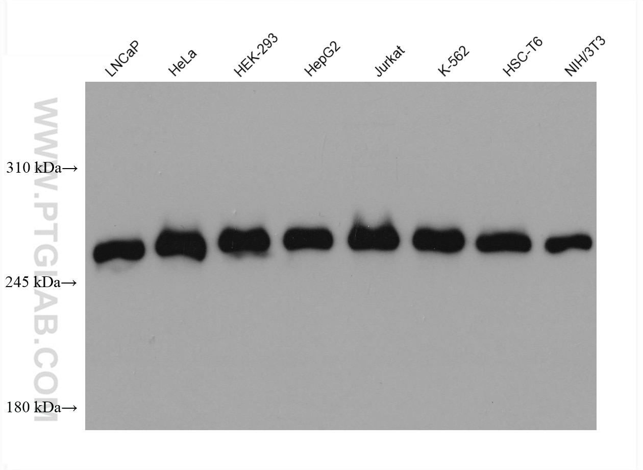 Western Blot (WB) analysis of various lysates using mTOR Monoclonal antibody (66888-1-Ig)