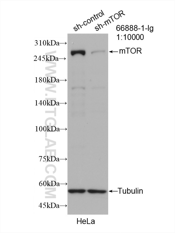 Western Blot (WB) analysis of HeLa cells using mTOR Monoclonal antibody (66888-1-Ig)