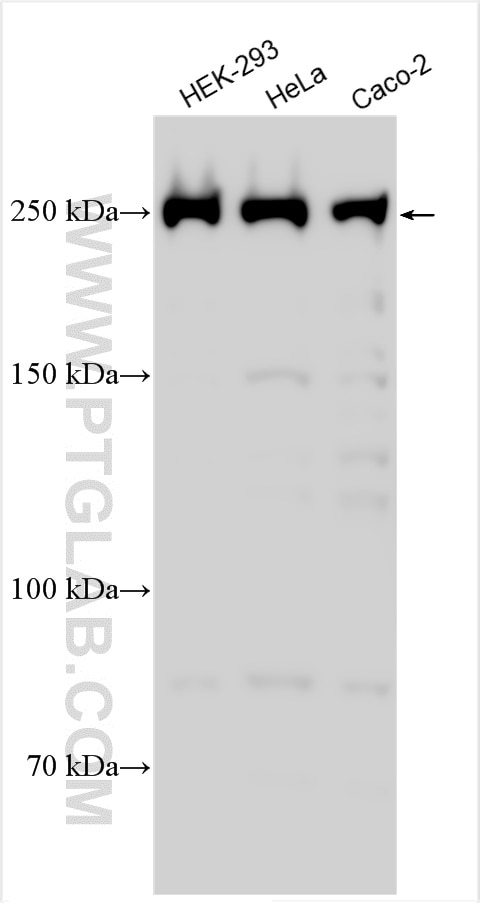 Western Blot (WB) analysis of various lysates using mTOR Monoclonal antibody (66888-1-Ig)