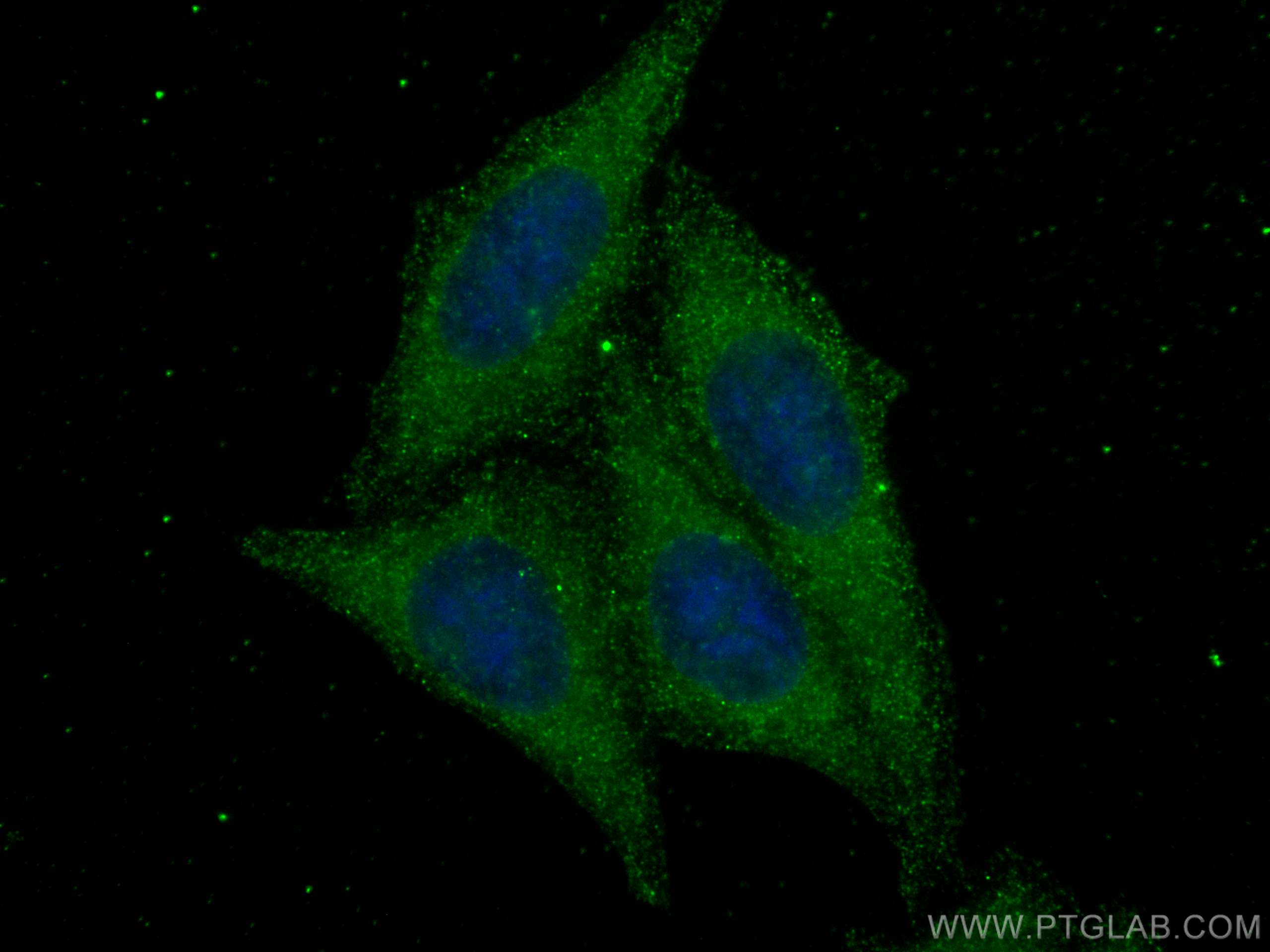 Immunofluorescence (IF) / fluorescent staining of HepG2 cells using mTOR Recombinant antibody (81670-1-RR)