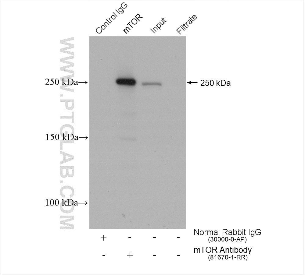 Immunoprecipitation (IP) experiment of HeLa cells using mTOR Recombinant antibody (81670-1-RR)