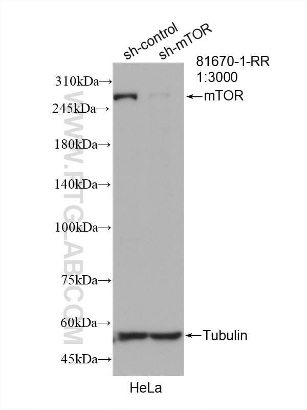 Western Blot (WB) analysis of HeLa cells using mTOR Recombinant antibody (81670-1-RR)