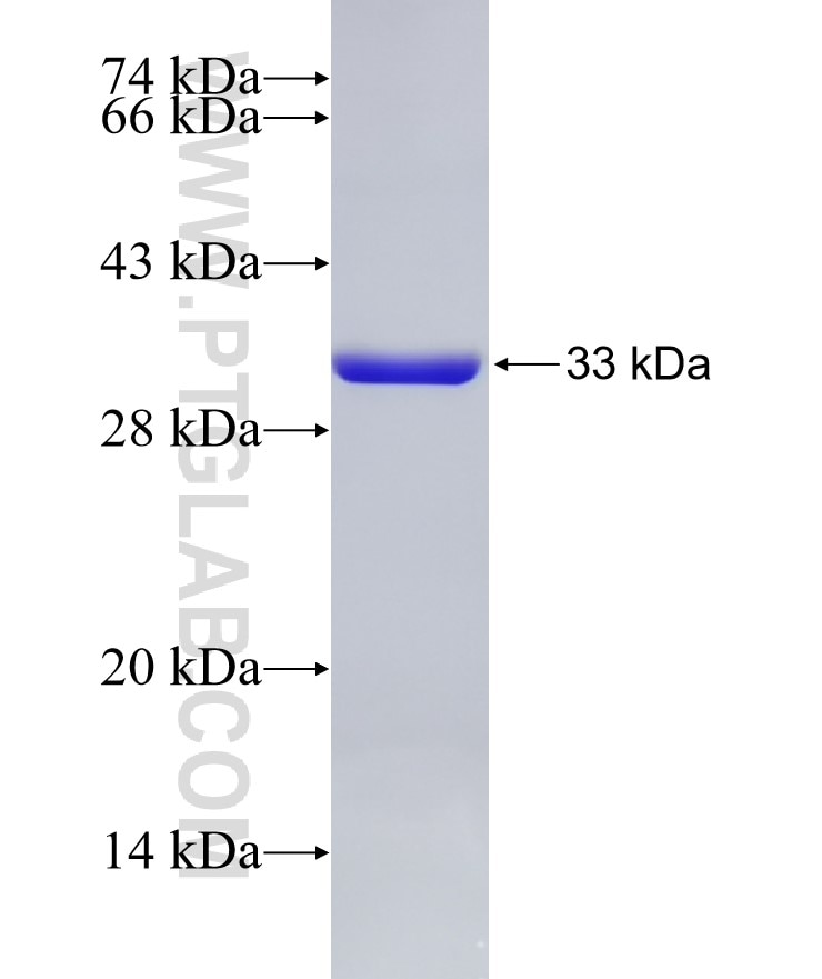 MTOR fusion protein Ag28395 SDS-PAGE
