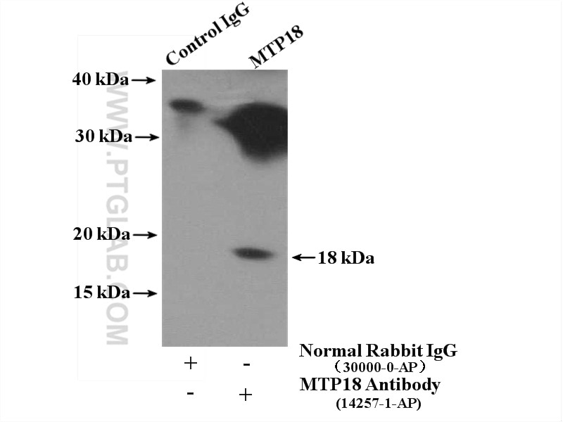Immunoprecipitation (IP) experiment of mouse heart tissue using MTP18 Polyclonal antibody (14257-1-AP)