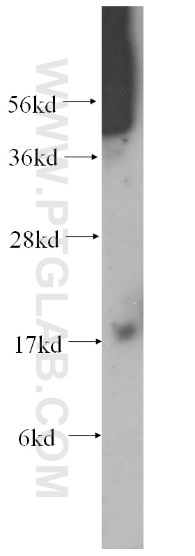 Western Blot (WB) analysis of mouse skeletal muscle tissue using MTP18 Polyclonal antibody (14257-1-AP)