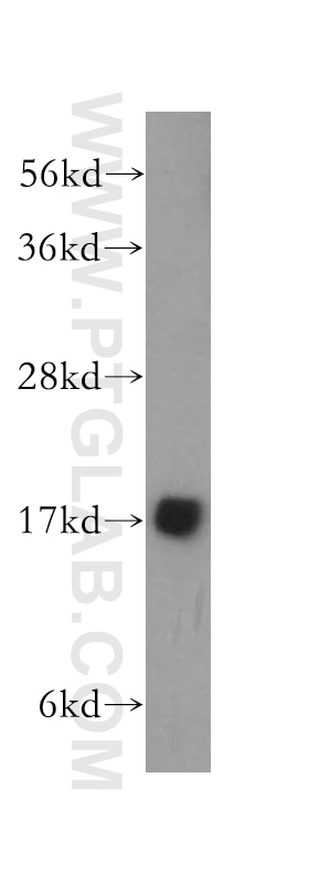 Western Blot (WB) analysis of mouse skeletal muscle tissue using MTP18 Polyclonal antibody (14257-1-AP)