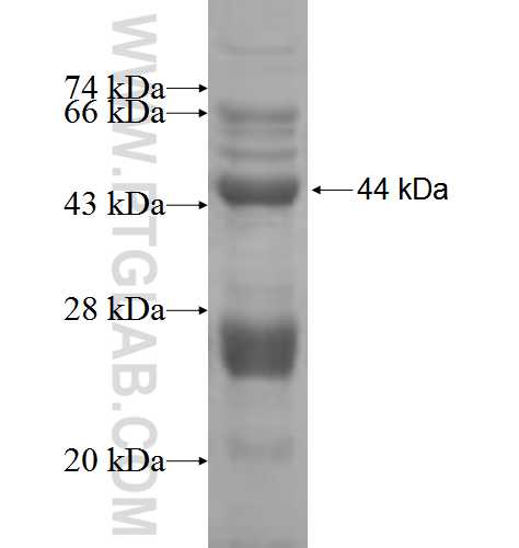 MTP18 fusion protein Ag5530 SDS-PAGE