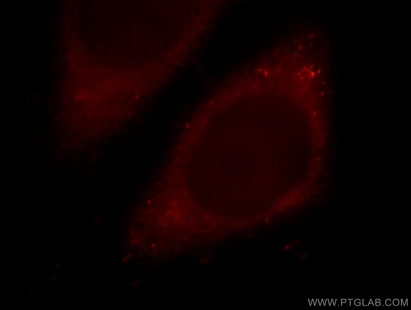 Immunofluorescence (IF) / fluorescent staining of HepG2 cells using MTPN Polyclonal antibody (13508-1-AP)