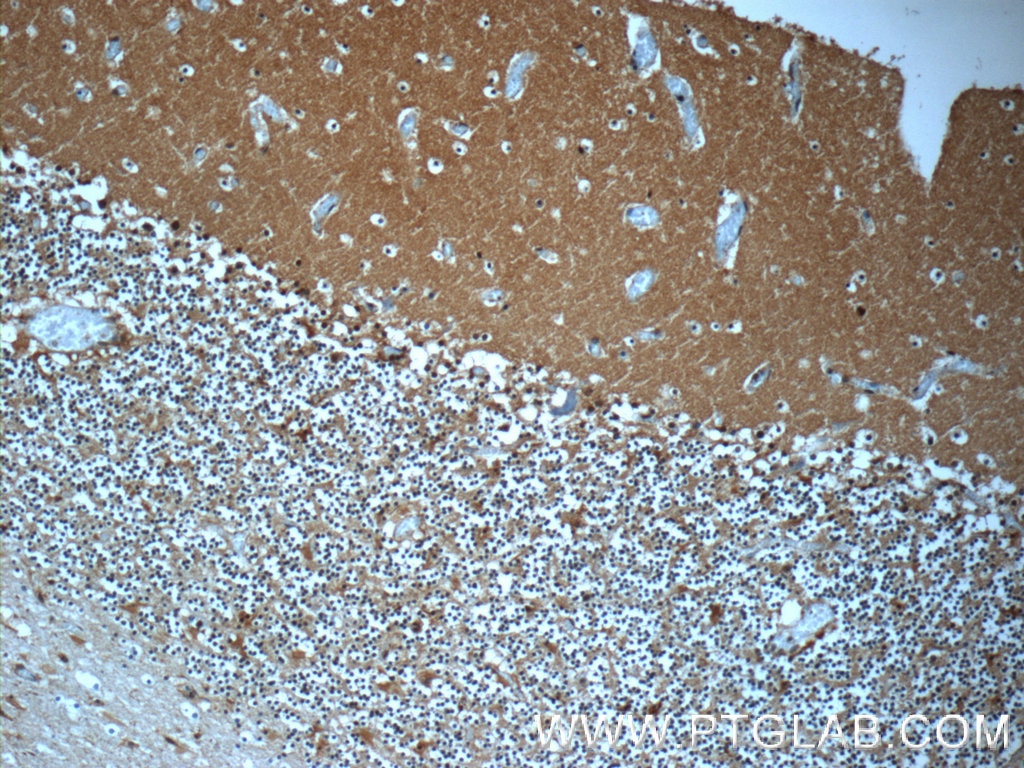 Immunohistochemistry (IHC) staining of human cerebellum tissue using MTPN Polyclonal antibody (13508-1-AP)