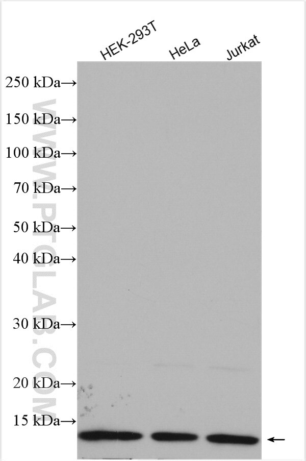 Western Blot (WB) analysis of various lysates using MTPN Polyclonal antibody (13508-1-AP)