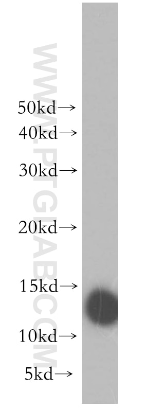 Western Blot (WB) analysis of human brain tissue using MTPN Polyclonal antibody (13508-1-AP)