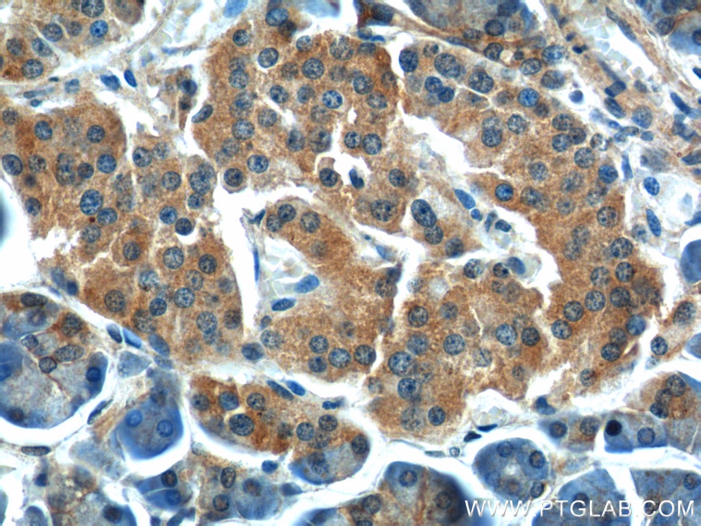 IHC staining of human pancreas using 25896-1-AP