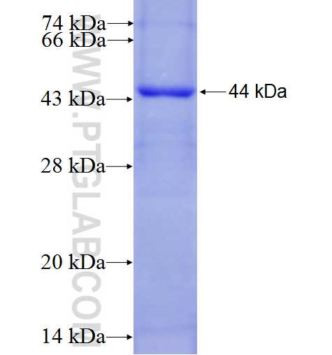 MTR fusion protein Ag23157 SDS-PAGE