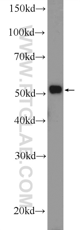 Western Blot (WB) analysis of mouse liver tissue using MTRF1 Polyclonal antibody (11581-1-AP)