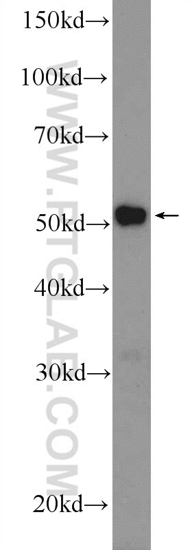 Western Blot (WB) analysis of mouse liver tissue using MTRF1 Polyclonal antibody (11581-1-AP)