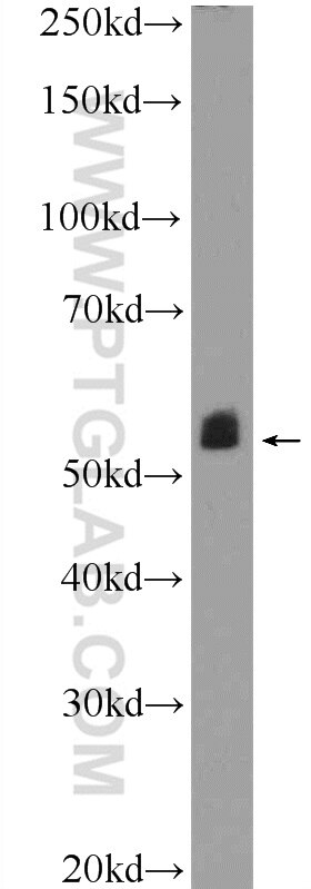 Western Blot (WB) analysis of mouse liver tissue using MTRF1 Polyclonal antibody (11581-1-AP)