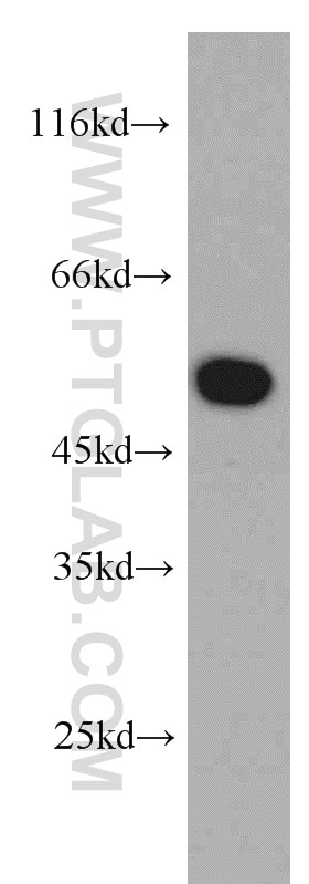 Western Blot (WB) analysis of mouse liver tissue using MTRF1 Polyclonal antibody (11581-1-AP)