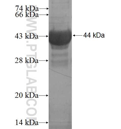 MTRF1 fusion protein Ag2170 SDS-PAGE