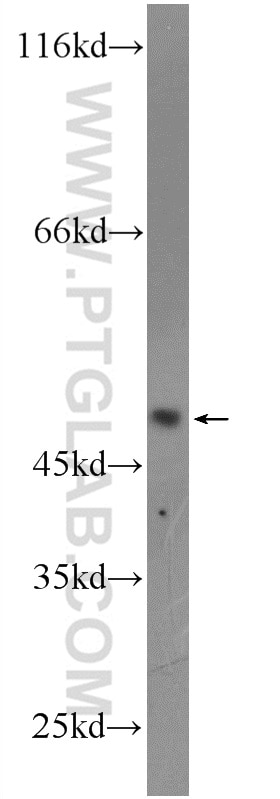 WB analysis of HEK-293 using 16694-1-AP