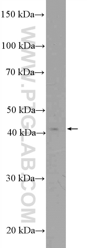 Western Blot (WB) analysis of HepG2 cells using MTRF1L Polyclonal antibody (16694-1-AP)