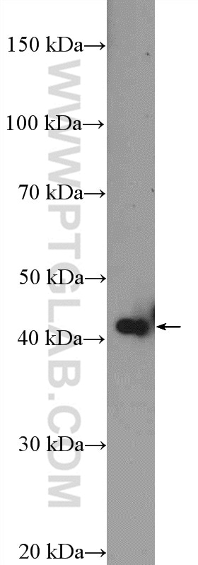 Western Blot (WB) analysis of HeLa cells using MTRF1L Polyclonal antibody (16694-1-AP)
