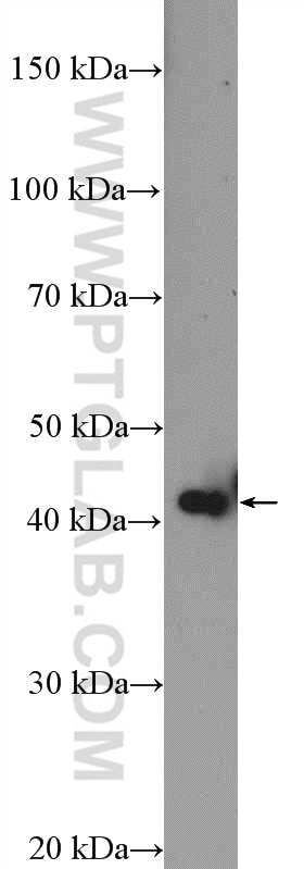 WB analysis of HeLa using 16694-1-AP