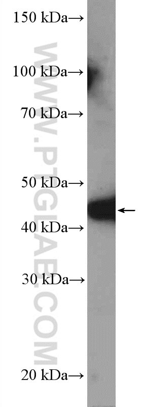 Western Blot (WB) analysis of HEK-293 cells using MTRF1L Polyclonal antibody (16694-1-AP)