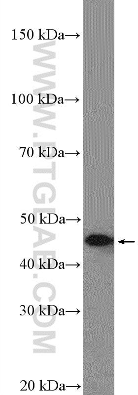 Western Blot (WB) analysis of HEK-293 cells using MTRF1L Polyclonal antibody (16694-1-AP)
