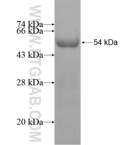 MTRF1L fusion protein Ag10081 SDS-PAGE