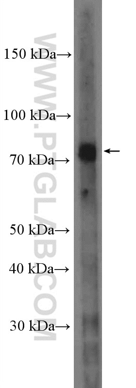 WB analysis of K-562 using 26944-1-AP