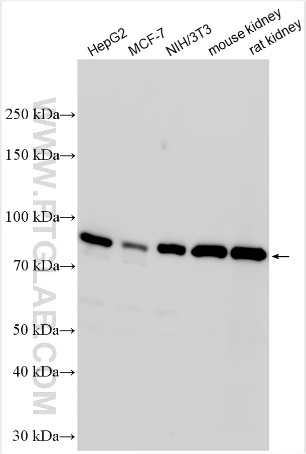 Western Blot (WB) analysis of various lysates using MTSS1 Polyclonal antibody (13995-1-AP)