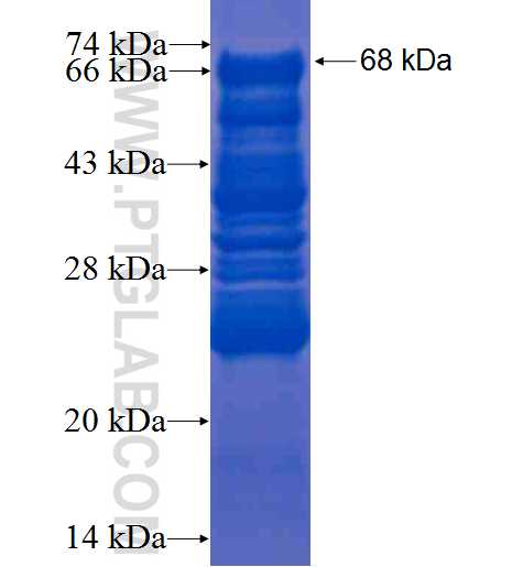 MTSS1 fusion protein Ag5080 SDS-PAGE