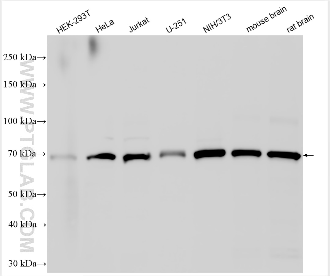 Western Blot (WB) analysis of various lysates using MTSS1L Polyclonal antibody (27832-1-AP)