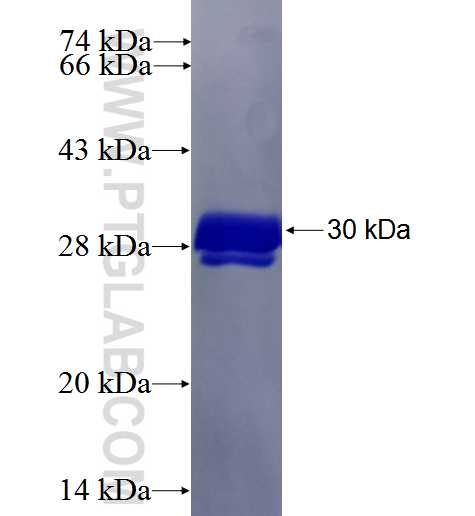MTSS1L fusion protein Ag27216 SDS-PAGE