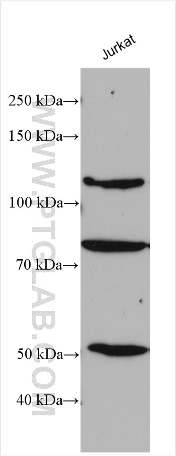 Western Blot (WB) analysis of various lysates using MTUS1 Polyclonal antibody (13436-1-AP)
