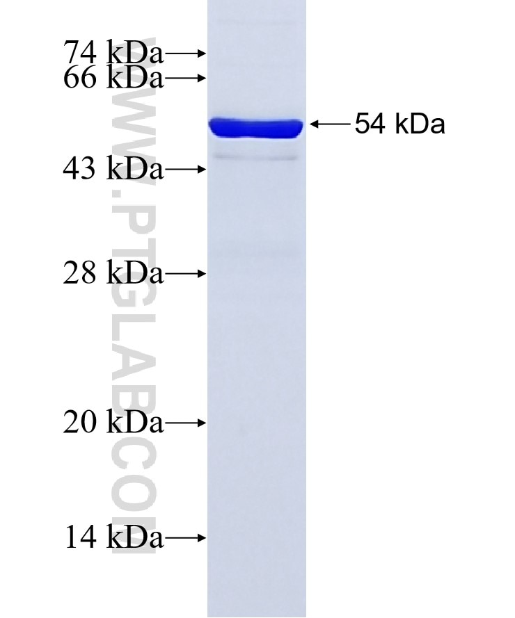 MTUS1 fusion protein Ag4242 SDS-PAGE