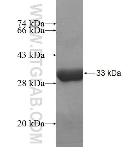 MTUS1 fusion protein Ag5605 SDS-PAGE