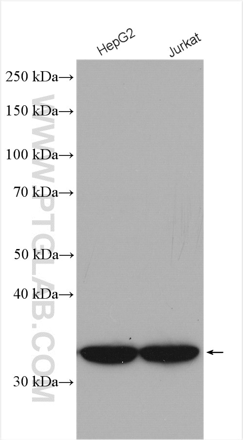 Western Blot (WB) analysis of various lysates using MTX1 Polyclonal antibody (15529-1-AP)