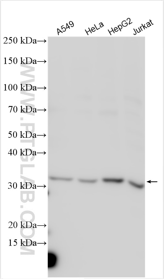 Western Blot (WB) analysis of various lysates using MTX1 Polyclonal antibody (15529-1-AP)