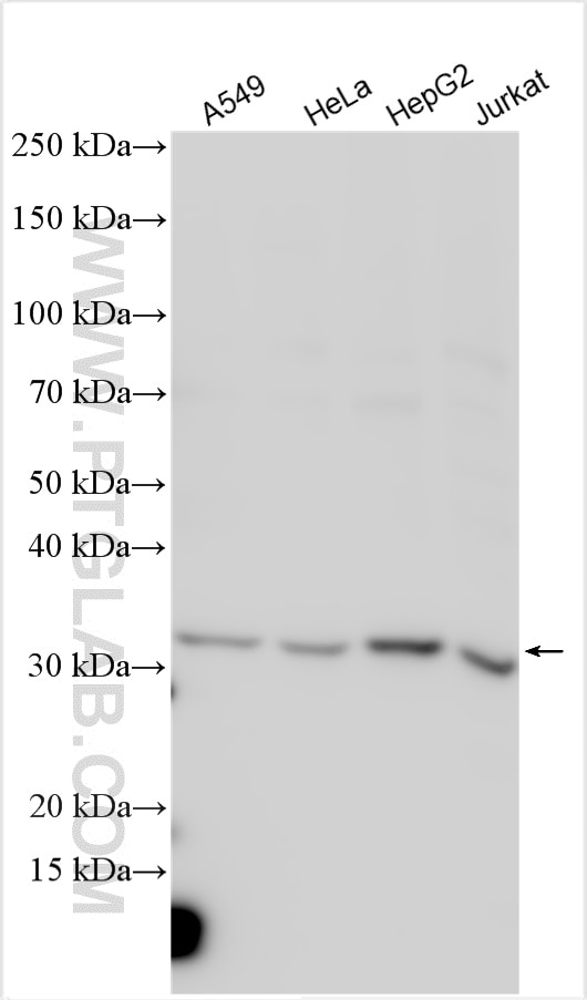 WB analysis using 15529-1-AP