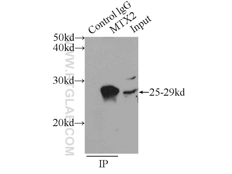 Immunoprecipitation (IP) experiment of mouse heart tissue using MTX2 Polyclonal antibody (11610-1-AP)