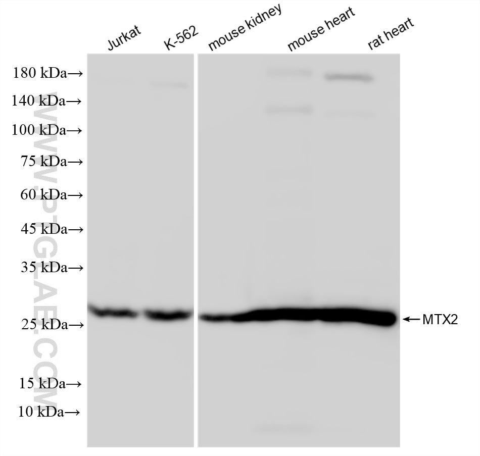 Western Blot (WB) analysis of various lysates using MTX2 Recombinant monoclonal antibody (86899-1-RR)