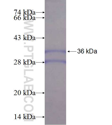MU019988-2 fusion protein Ag24798 SDS-PAGE