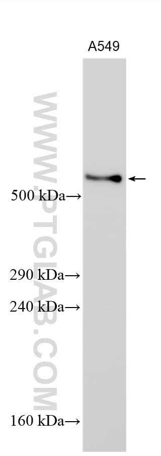 Western Blot (WB) analysis of various lysates using MUC12 Polyclonal antibody (31839-1-AP)