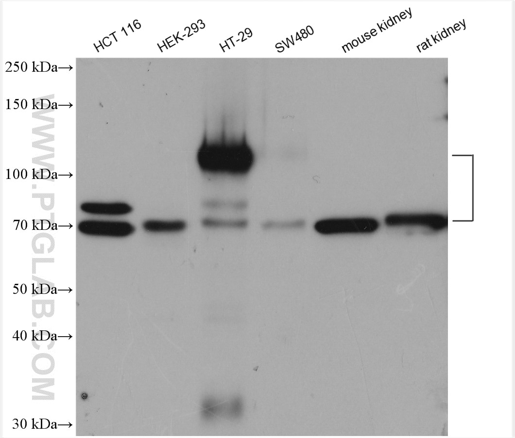 Western Blot (WB) analysis of various lysates using MUC13 Polyclonal antibody (29832-1-AP)