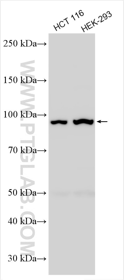 Western Blot (WB) analysis of various lysates using MUC13 Polyclonal antibody (55487-1-AP)